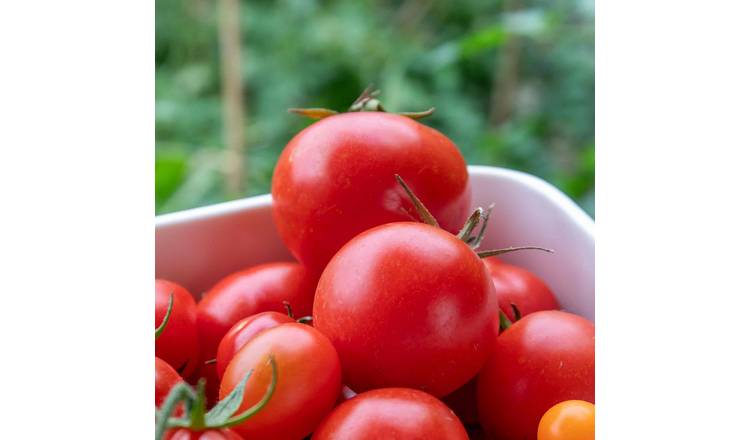 Marshalls Garden Tomato Seeds 'Ailsa Craig' - 55 Seeds