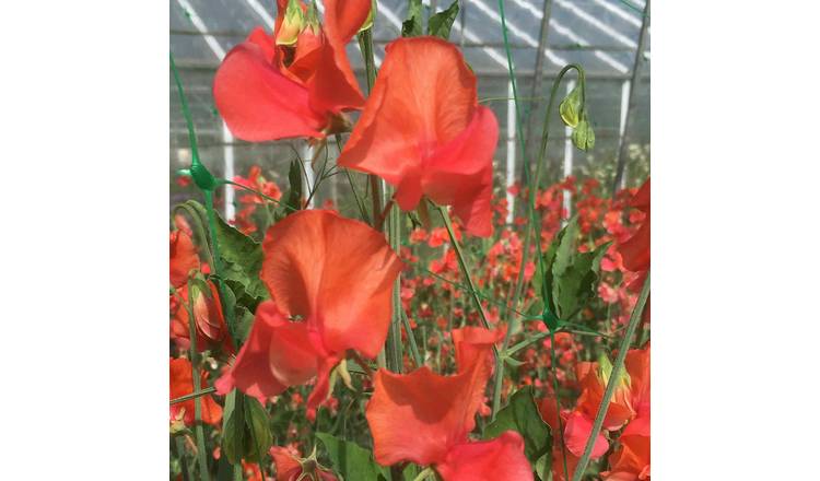 Unwins Sweet Pea Seeds 'Prince Of Orange' - 21 Seeds
