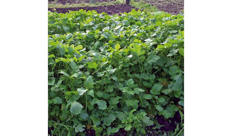 Marshalls Garden Caliente Mustard Green Manure Seeds - 100 Seeds