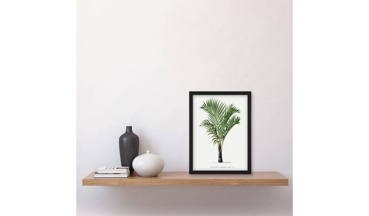 Oswald De Kerchove Hyophorbe Verschaffelti Palm Tree Framed Art Print - A4