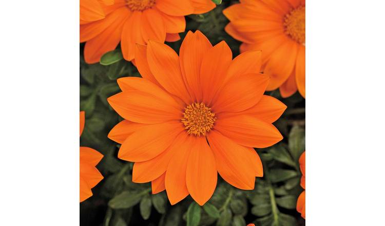 Marshalls Garden Gazania Seeds 'Daybreak XP Clear Orange' - 20 Seeds