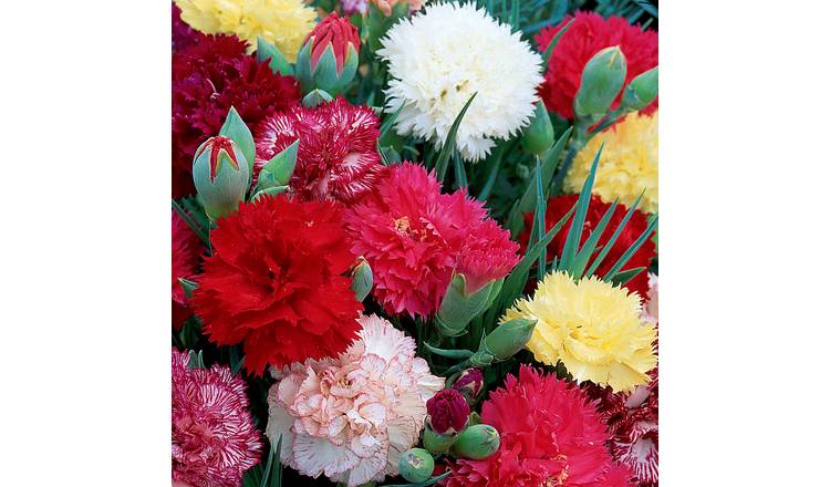 Unwins Carnation Seeds 'Early Flowering Mix' - 100 Seeds