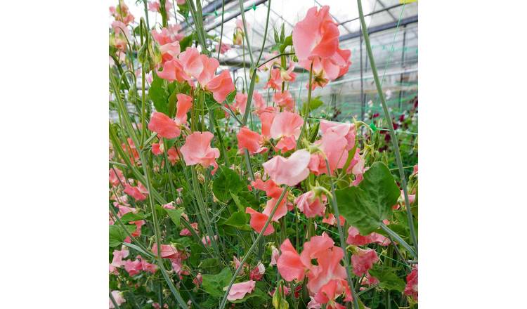 Unwins Sweet Pea Seeds 'Wj Unwin' - 11 Seeds