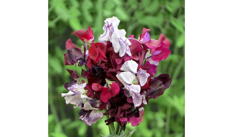 Unwins Sweet Pea Seeds 'Midnight Eclipse Mix' - 21 Seeds