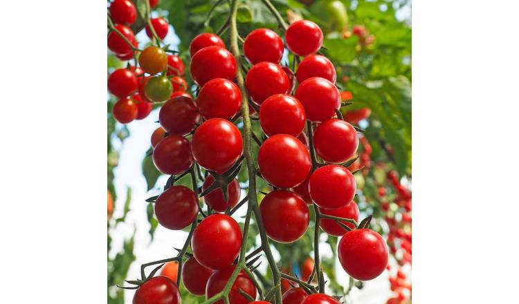 Marshalls Garden Tomato Seeds Crokini - High Yield Cherry Cordon - 8 Seeds