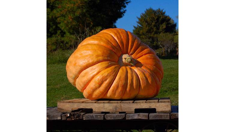 Unwins Pumpkin Seeds 'Mammoth' - 18 Seeds
