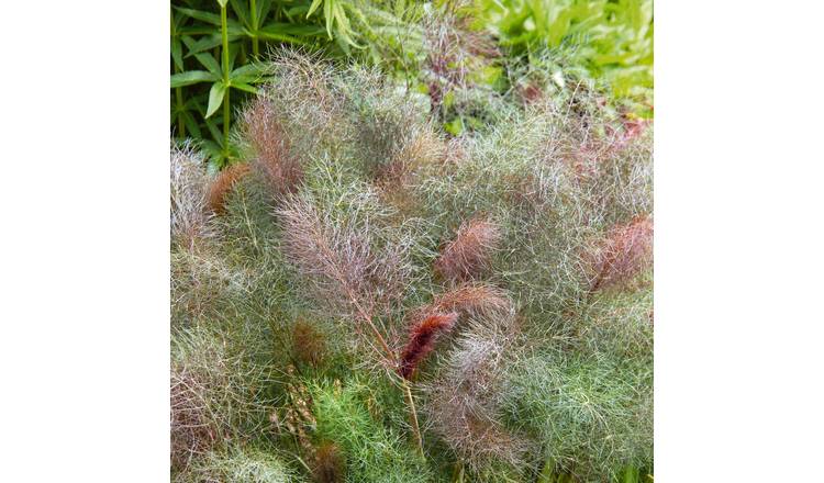 Marshalls Garden Fennel 'Bronze' - 1 Litre Plant
