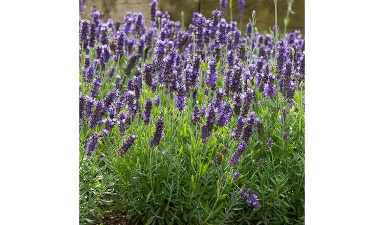 Unwins Lavender Seeds 'Blue Spear' - 25 Seeds