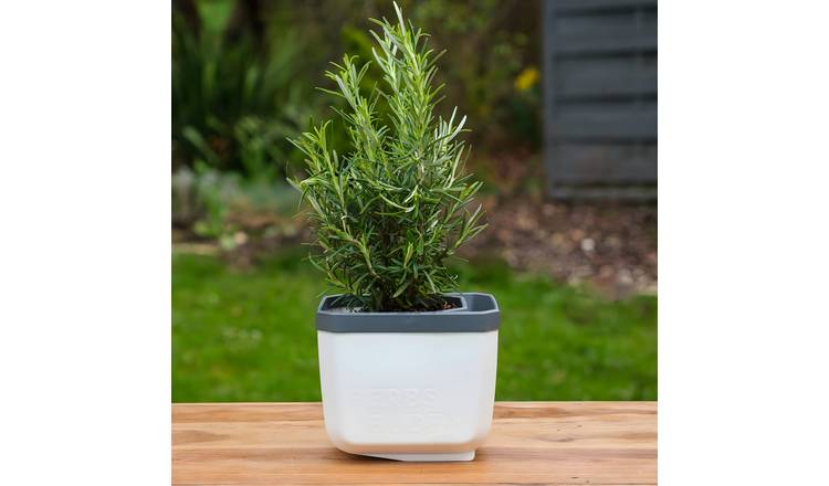 Gusta Garden Herbs Buddy Self-Watering Kitchen Herb Pot - White 1 Piece