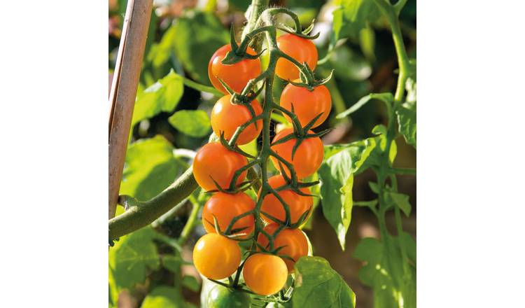 Marshalls Garden Cordon Tomato Seeds Sungold - 15 Seeds