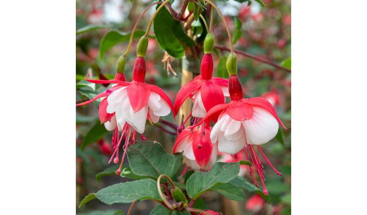 Marshalls Garden Fuchsia 'Snowcap' - RHS Awarded - 3 Litre Plant