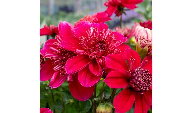 Marshalls Garden Dahlia  'Inca' -  Anemone-Flowered - 3 Litre Plant