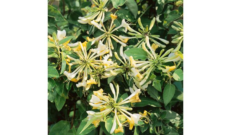 Marshalls Garden Honeysuckle 'Graham Thomas' - 3 x 9cm Plant