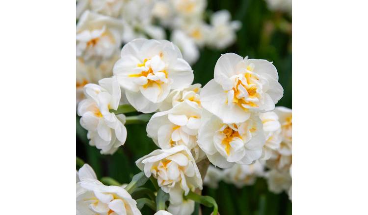 Marshalls Garden Daffodil 'Bridal Crown' - 8 Bulbs