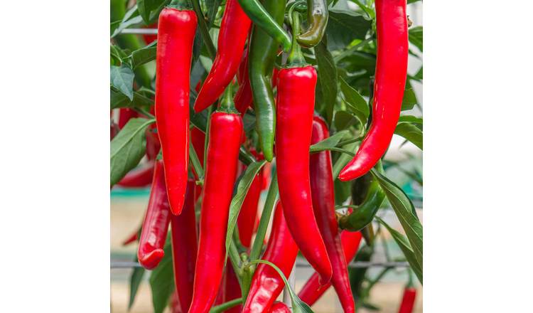 Marshalls Garden Sahem Chilli Seeds - 80 Seeds