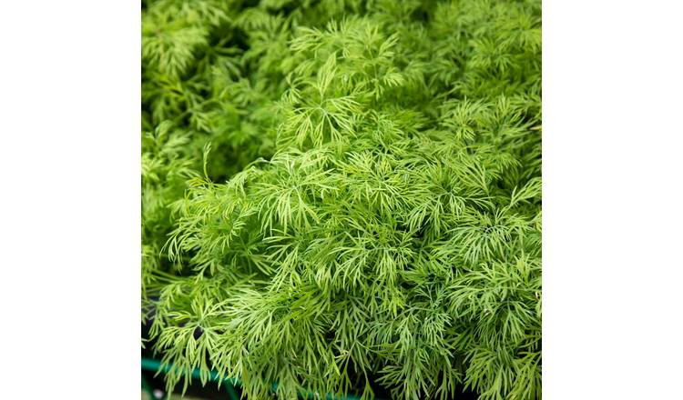 Marshalls Garden Dill Seeds (Anethum Graveolens)  - 500 Seeds