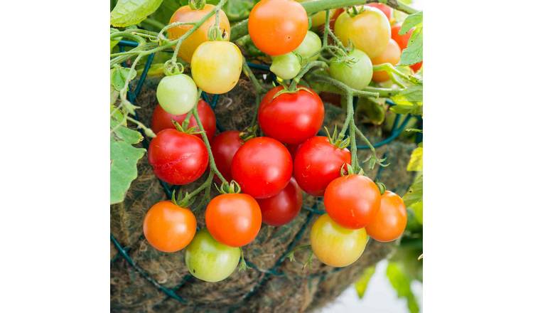 Marshalls Garden Tomato Seeds 'Siderno' - Oval Red Fruits 10 Seeds
