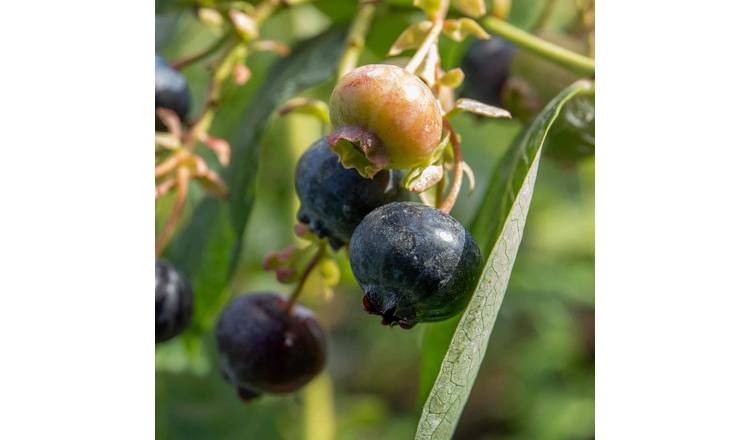 Marshalls Garden Blueberry 'Bluegold' - 5 Litre Plant