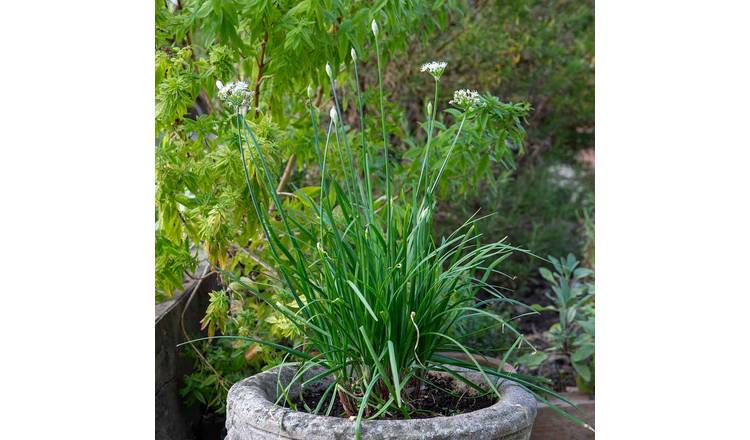 Marshalls Garden Garlic Chives Seeds (Allium Schoenoprasum) - 120 Seeds
