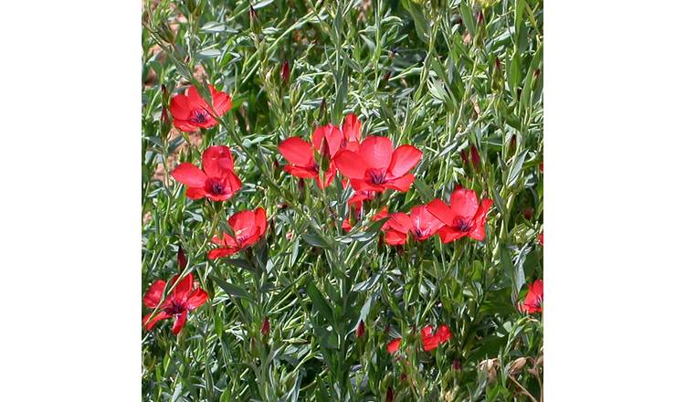 Marshalls Garden Linum Seeds 'Grandiflorum Rubrum' - 500 Seeds