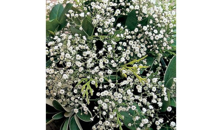 Unwins Gypsophila Seeds 'Diamond Spray' - 100 Seeds