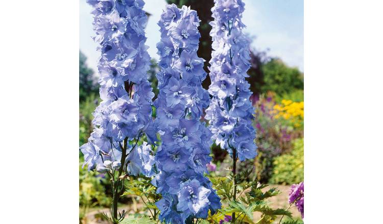 Marshalls Garden Delphinium Pacific 'Blue Bird' - 9cm Plant