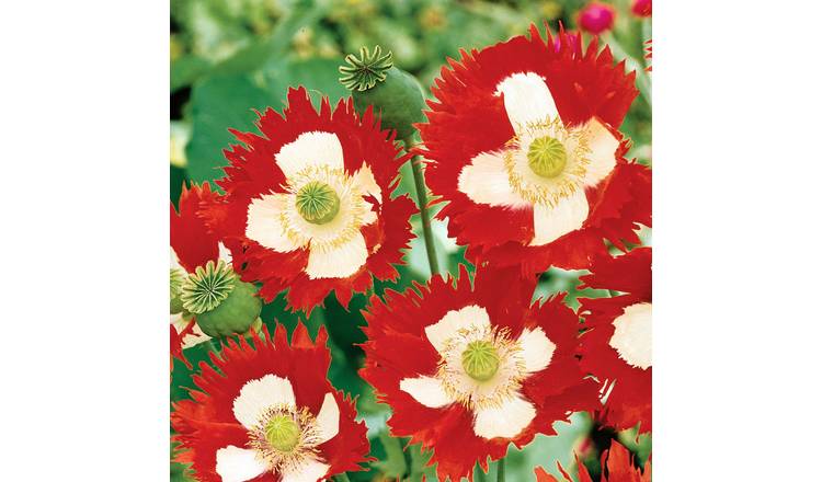 Unwins Poppy Seeds 'Victoria Cross' - 200 Seeds