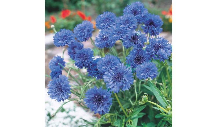 Unwins Cornflower Seeds 'Blue Diadem Flower' - 200 Seeds