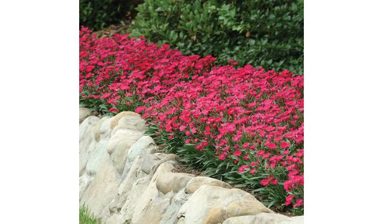 Marshalls Garden Dianthus Seeds 'Ideal Select Rose' - 20 Seeds