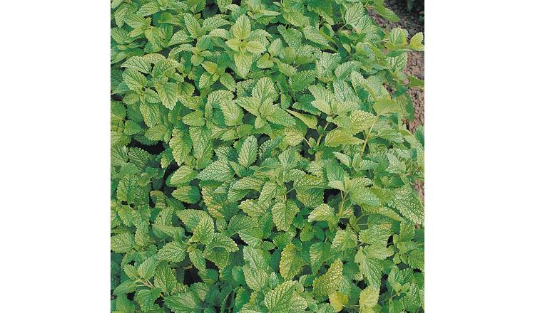 Marshalls Garden Lemon Balm Seeds Organic  'Melissa' - 500 Seeds