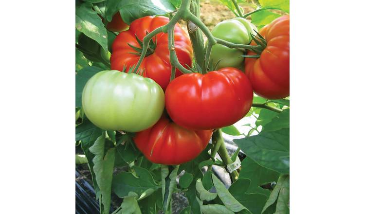 Marshalls Garden Buffalo Steak Tomato Seeds, Large Beefsteak - 10 Seeds