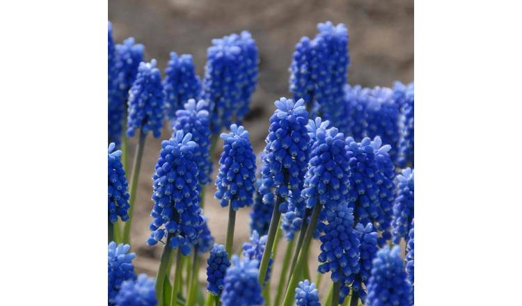 Marshalls Garden Muscari 'Blue Magic' - 20 Bulbs