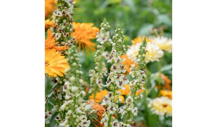 Marshalls Garden Unwins Verbascum 'Snowy Spires' - 30 Seeds