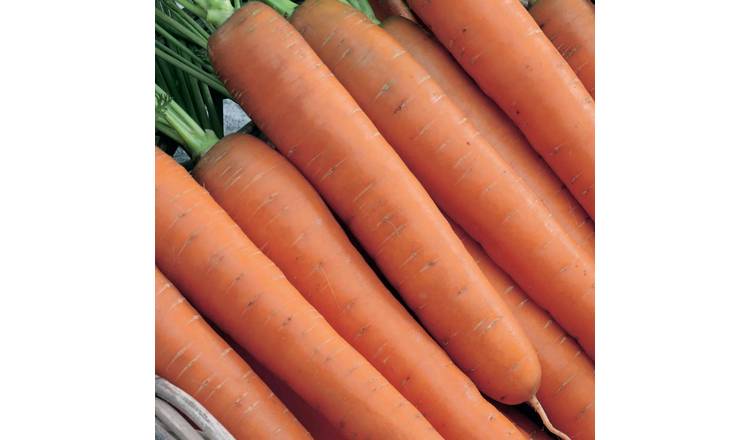 Unwins Carrot Seeds 'Flyaway' - 300 Seeds