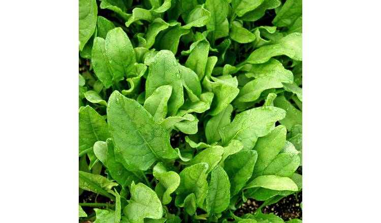 Marshalls Garden Perpetual Spinach Seeds RHS AGM - 1050 Seeds