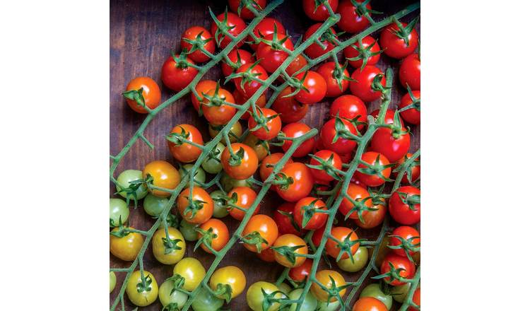 Marshalls Garden Cherry Baby Tomato Seeds - Cherry Tomatoes - Approx. 20 Seeds