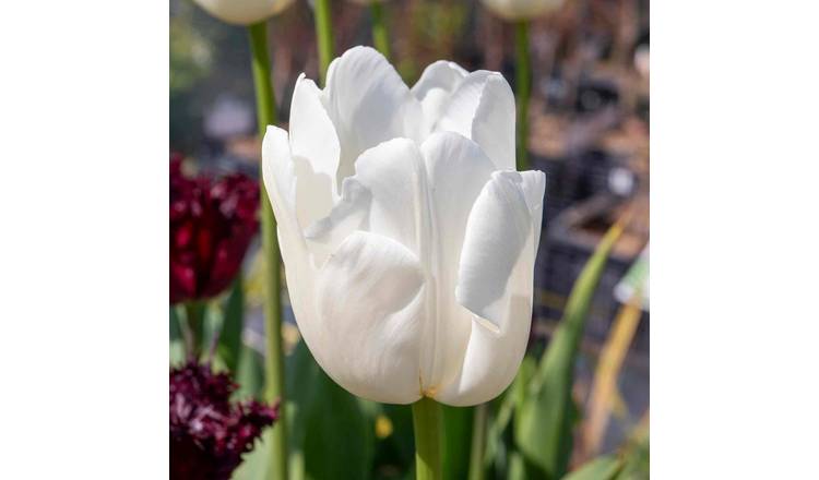 Marshalls Garden Tulip 'Clearwater' - 5 Bulbs