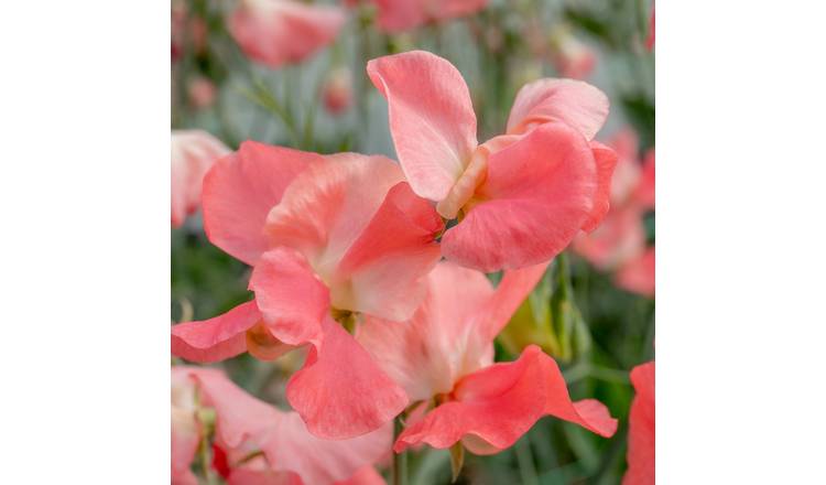 Unwins Sweet Pea Seeds 'Princess Elizabeth' - 21 Seeds
