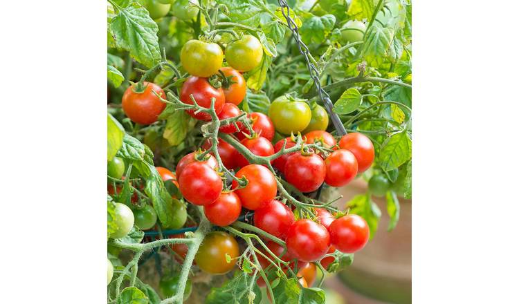 Marshalls Garden Tomato Seeds 'Terenzo' F1 - 8 Seeds