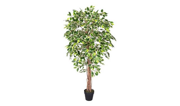 Homescapes Handcrafted Ficus Tree with Twisted Trunk - Green
