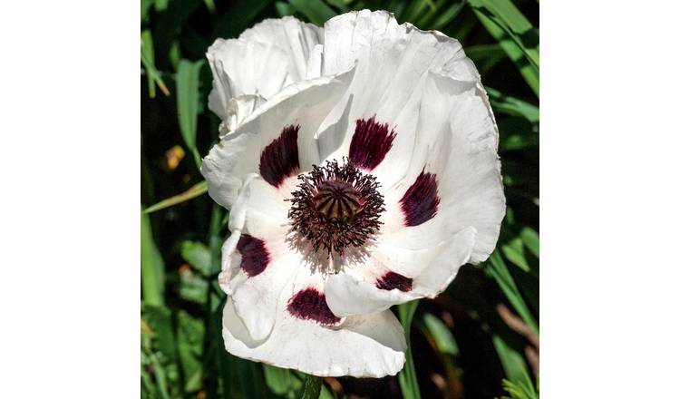 Marshalls Garden Papaver orientale 'Royal Wedding' - 9cm Plant
