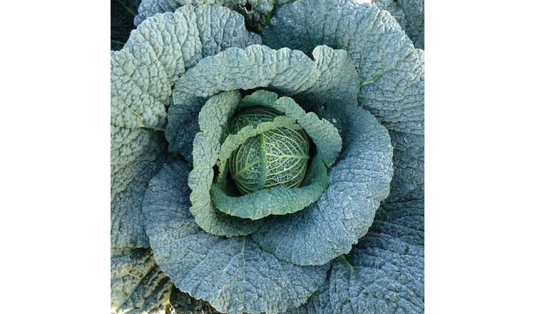 Marshalls Garden Cabbage Seeds 'Voy' F1 - Winter-Hardy Savoy-Type - 30 Seeds