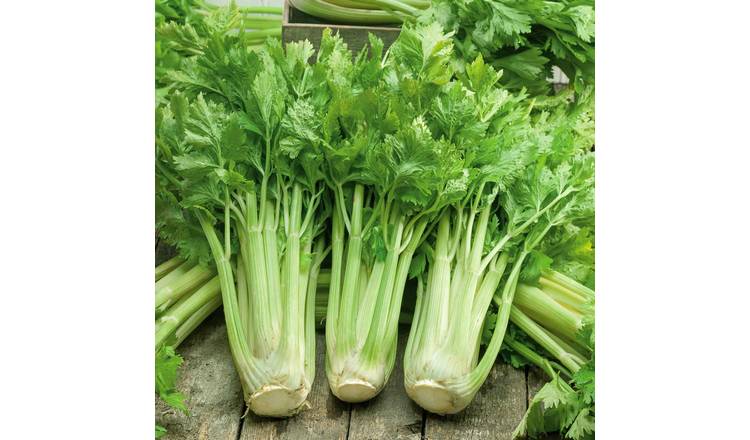 Marshalls Garden Celery Seeds Loretta F1 - 200 Seeds