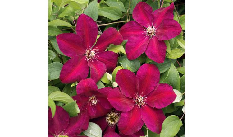 Marshalls Garden Clematis 'Westerplatte' - 2 Lite Plant