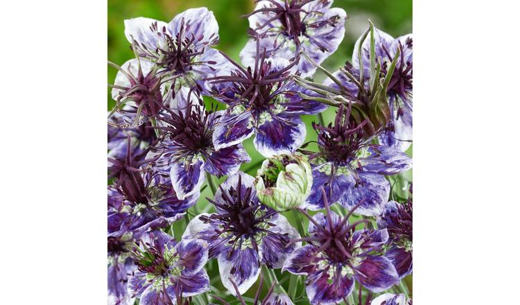 Unwins Love in a Mist Seeds 'Delft Blue' - 250 Seeds
