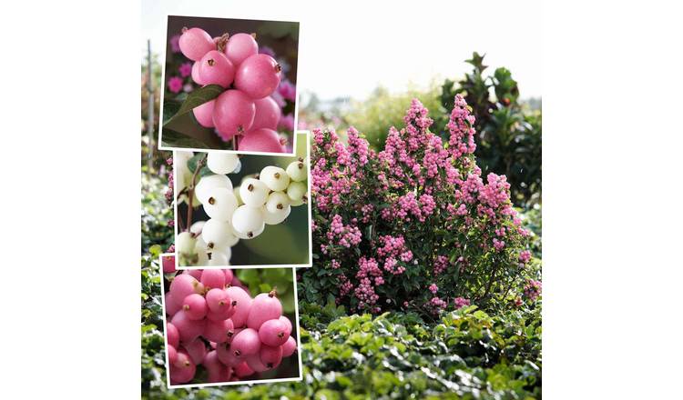 Snowberry 'Magical' Collection 6 x 9cm Plug Plants