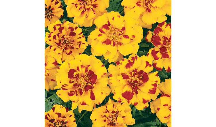 Unwins Marigold Seeds 'French Durango Bolero' - 30 Seeds