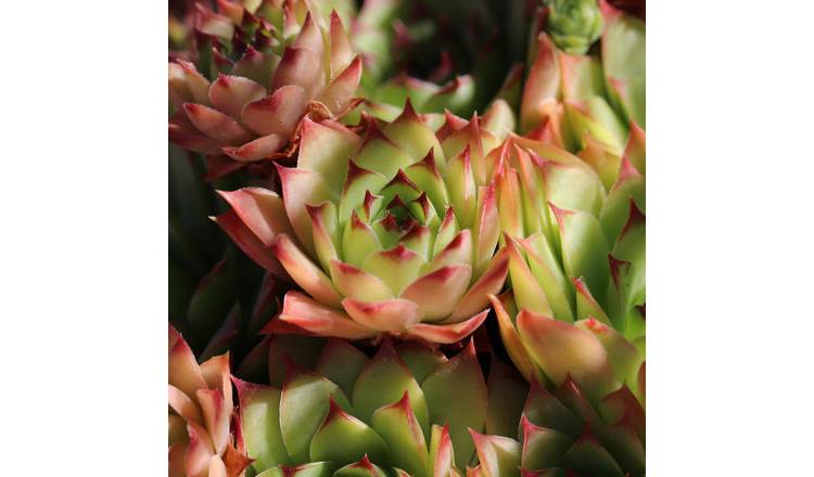 Unwins Sempervivum Seeds 'Livingstone' - 250 Seeds