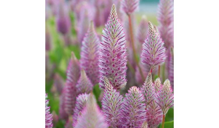 Marshalls Garden Ptilotus Seeds 'Matilda' - 5 Seeds