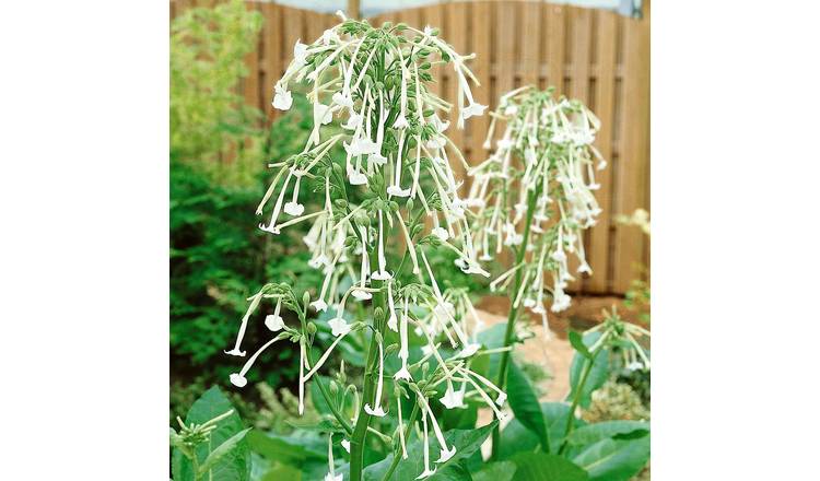 Unwins Nicotiana Seeds 'Sylvestris Only the Lonely' - 2000 Seeds
